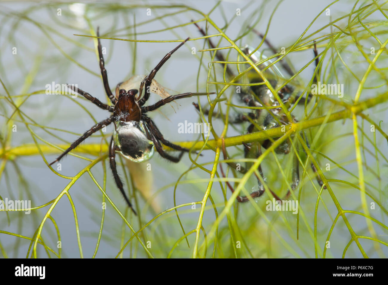 Diving bell spider Stock Photo Alamy