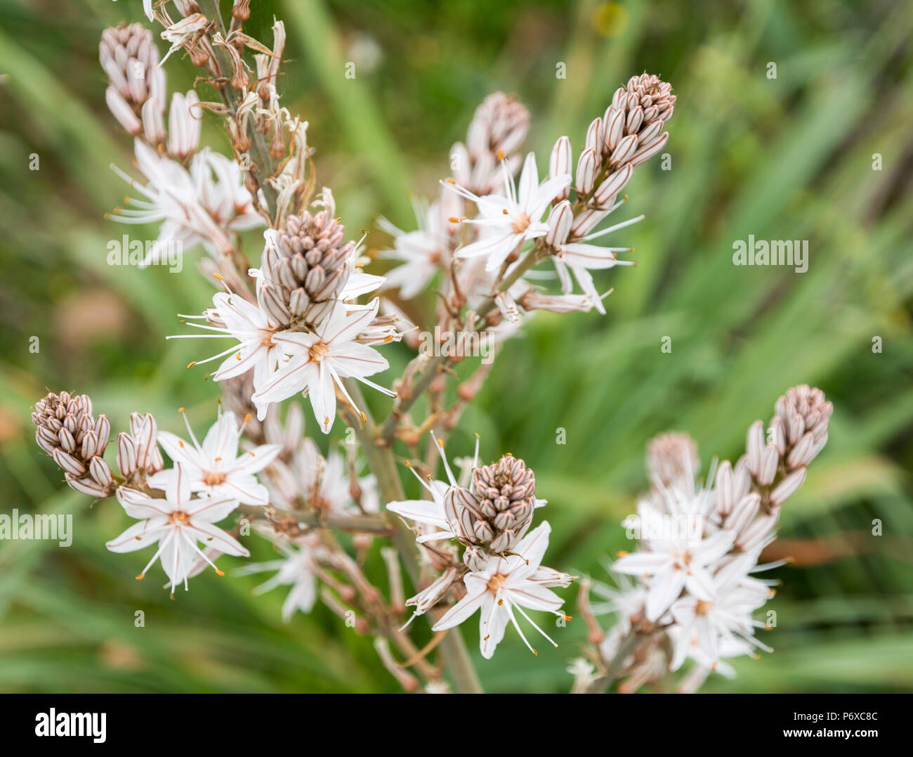 Asphodelus albus, common name white asphodel, is a herbaceous perennial plant belonging to the genus Asphodelus Stock Photo