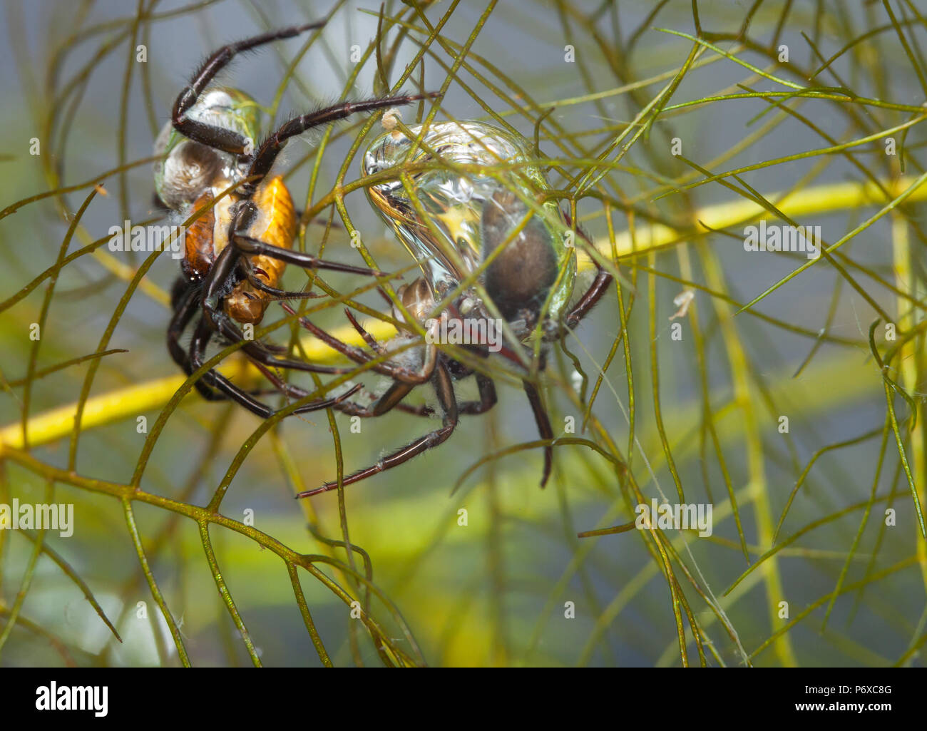 Diving bell spider Stock Photo Alamy