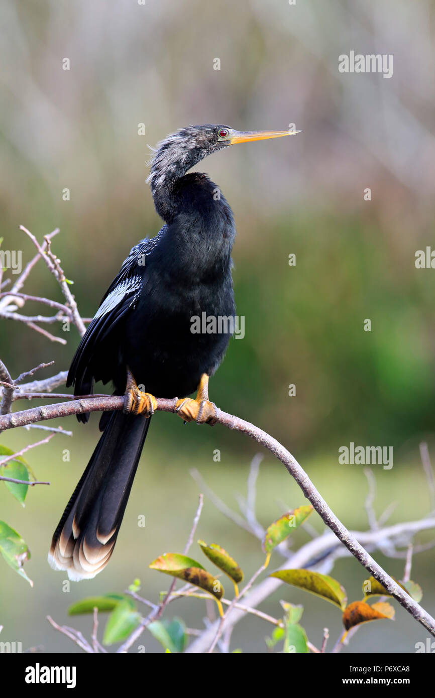 Anhinga, adult on branch, Wakodahatchee Wetlands, Delray Beach, Florida, USA, Anhinga anhinga Stock Photo