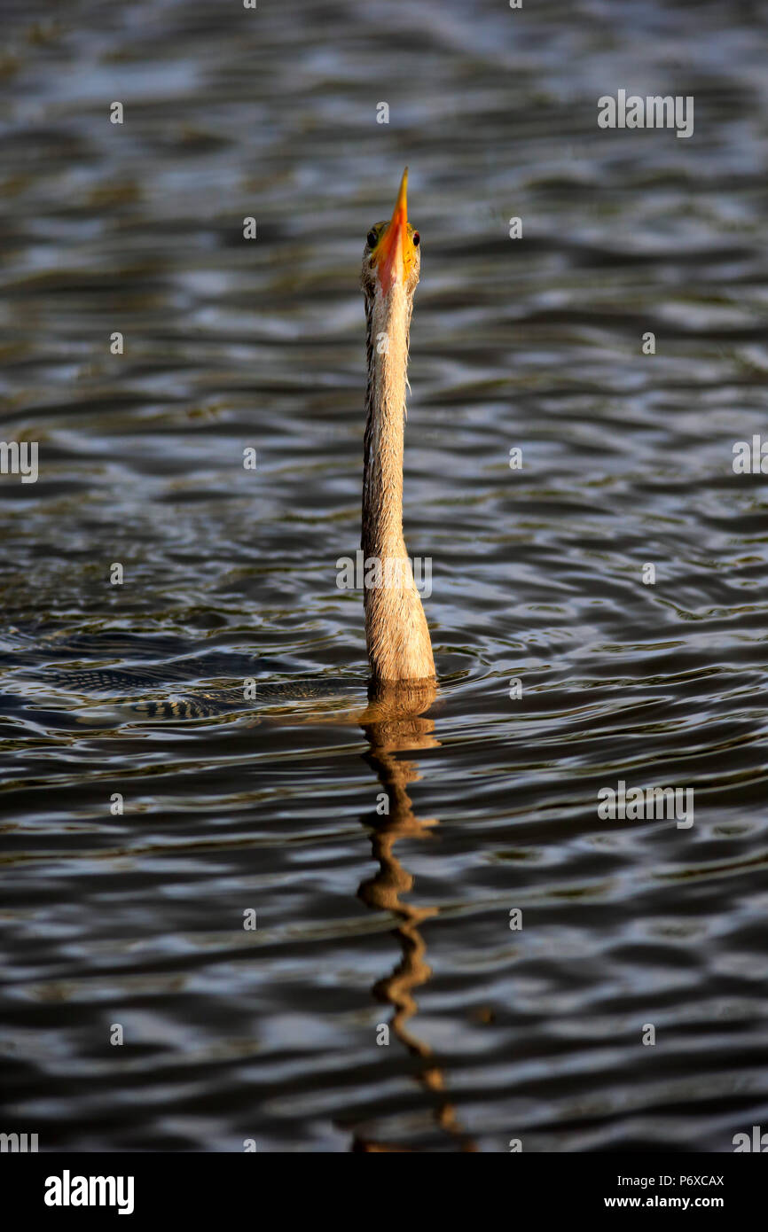 Anhinga, adult in water searching for food, Wakodahatchee Wetlands, Delray Beach, Florida, USA, Anhinga anhinga Stock Photo