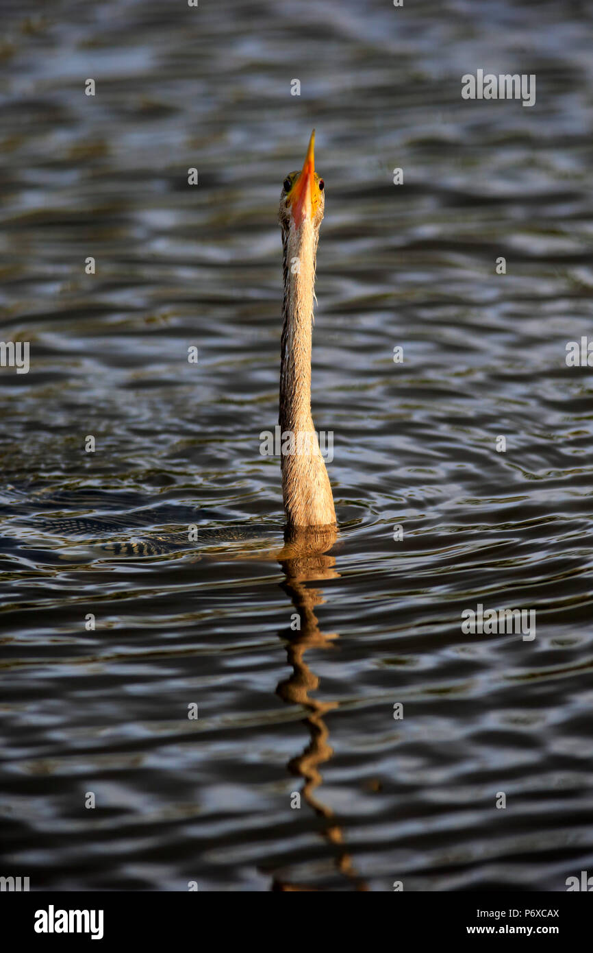 Snakebirds hi-res stock photography and images - Alamy