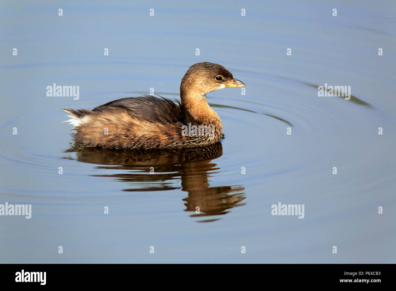Pied-billed Grebe, adult swimming in water, Wakodahatchee Wetlands, Delray Beach, Florida, USA, Podilymbus podiceps Stock Photo