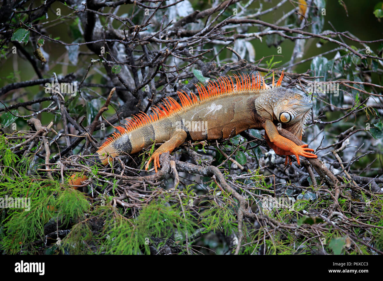 Common iguana, adult on tree reddish colored, Wakodahatchee Wetlands, Delray Beach, Florida, USA, Iguana iguana Stock Photo