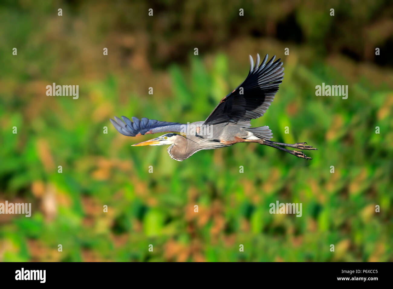 Great Blue Heron, adult flying, Wakodahatchee Wetlands, Delray Beach, Florida, USA, Ardea herodias Stock Photo