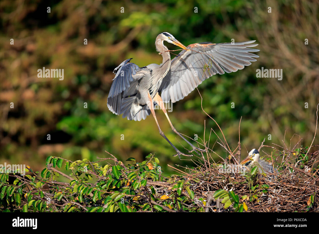 Great Blue Heron, adult couple at nest with nesting material social behaviour, Wakodahatchee Wetlands, Delray Beach, Florida, USA, Ardea herodias Stock Photo