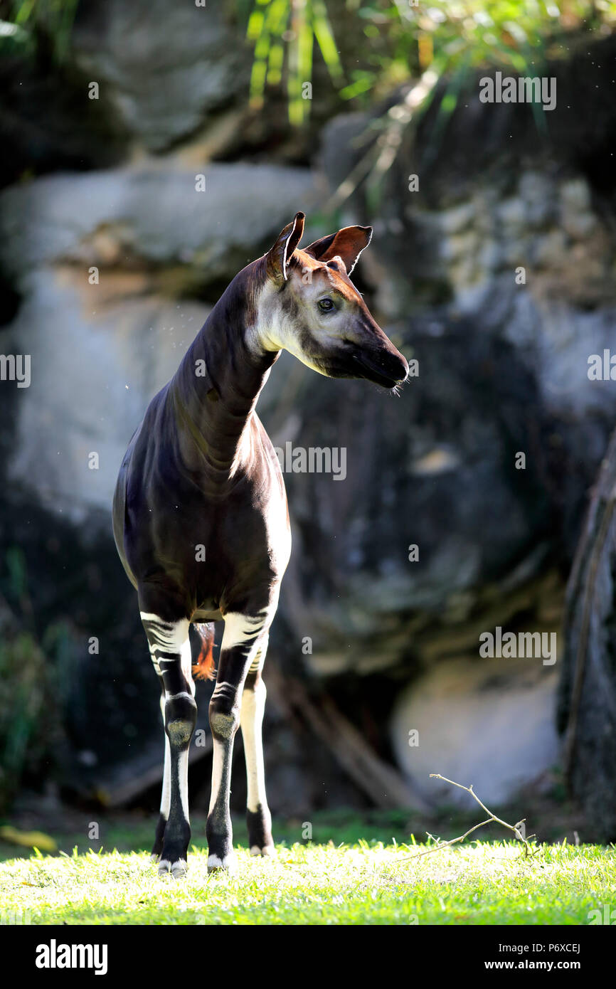 Okapi okapia johnstoni adult hi-res stock photography and images - Alamy