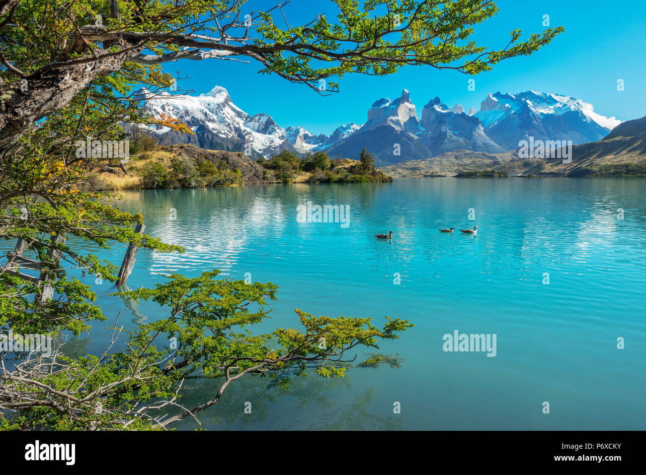 South America, Patagonia, Chile, Region de Magallanes y de la Antartica, Torres del Paine, National Park, Lago Pehoe and Los Cuernos Stock Photo