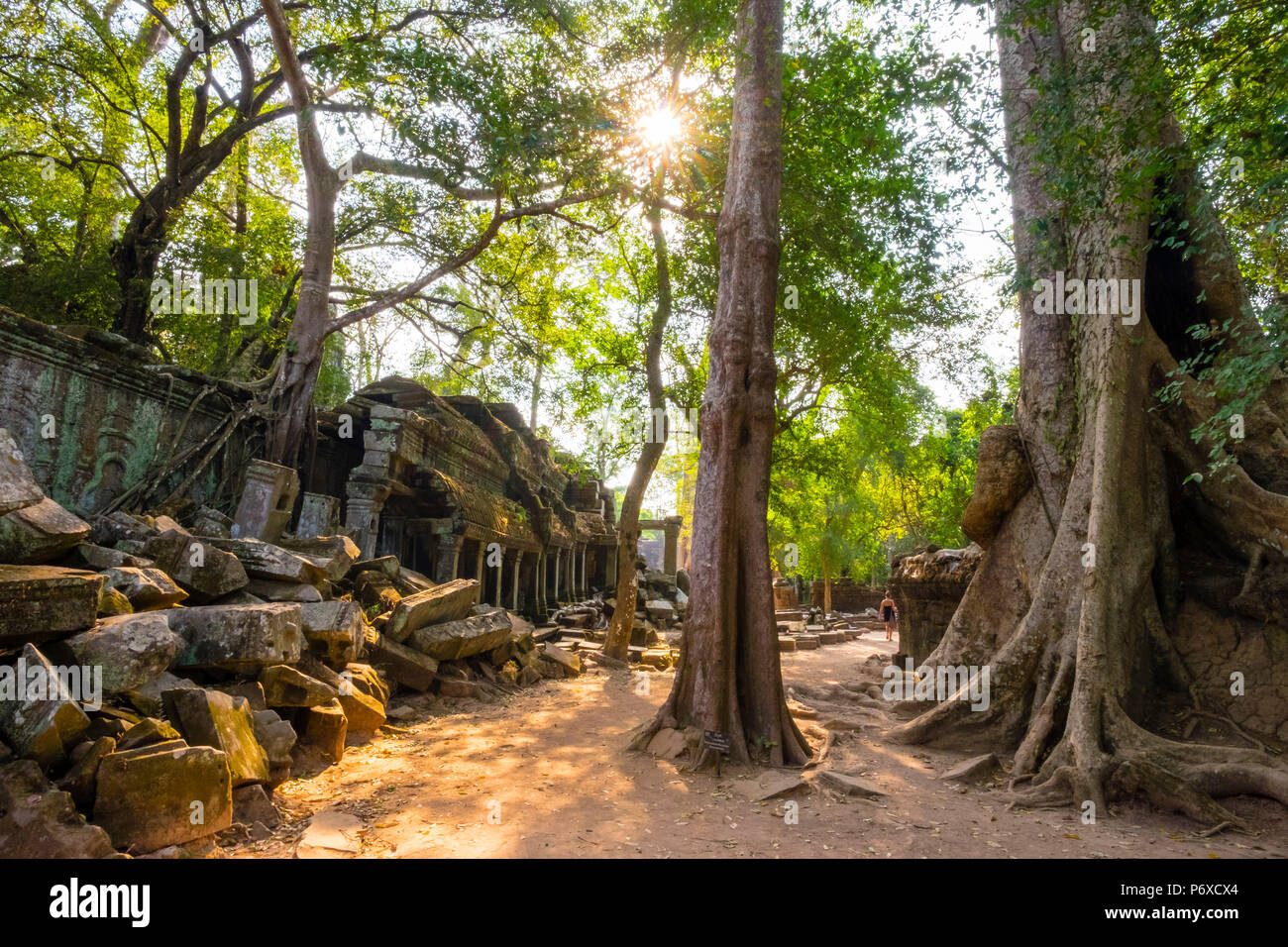 Ta Prohm temple (Rajavihara), Angkor, UNESCO World Heritage Site, Siem Reap Province, Cambodia Stock Photo
