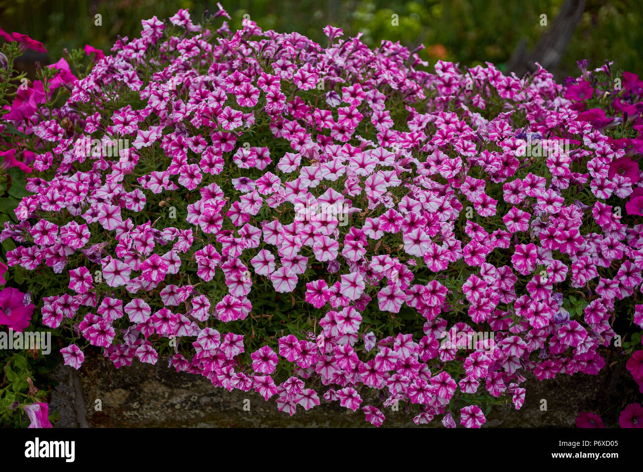 Lots of lush, abundantly flowering, colorful petunias colorful petunias galore Stock Photo