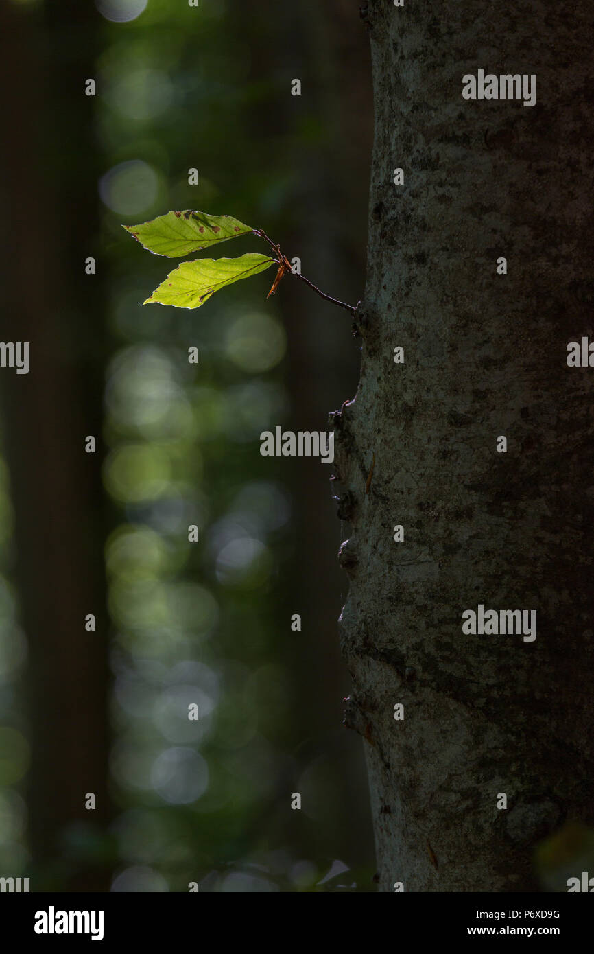 Fresh light green beech leaves hi-res stock photography and images - Alamy