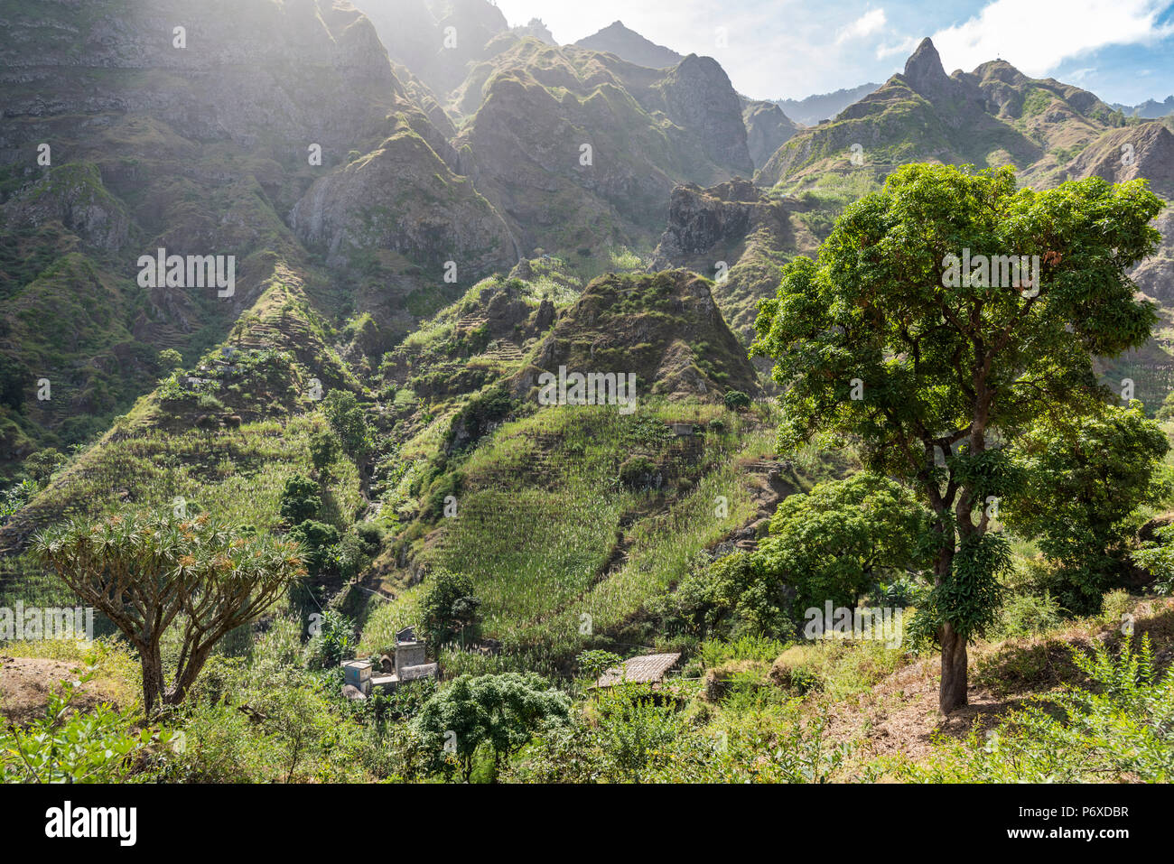 Africa, Cape Verde, Santo Antao. Panoramic view of the Paul valley with a dragon tree. Stock Photo
