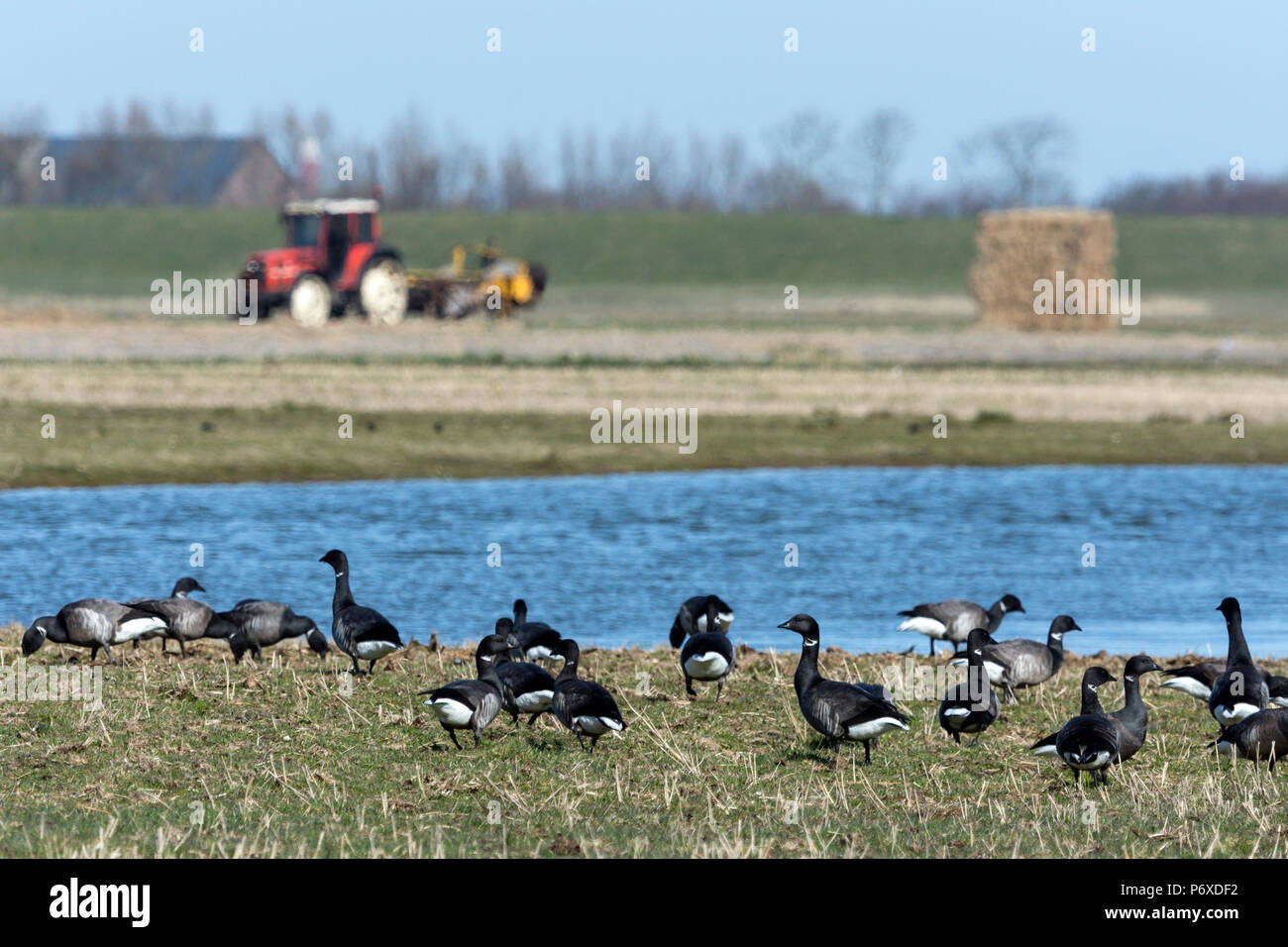 Brent goose, texel, netherlands, Branta bernicla Stock Photo