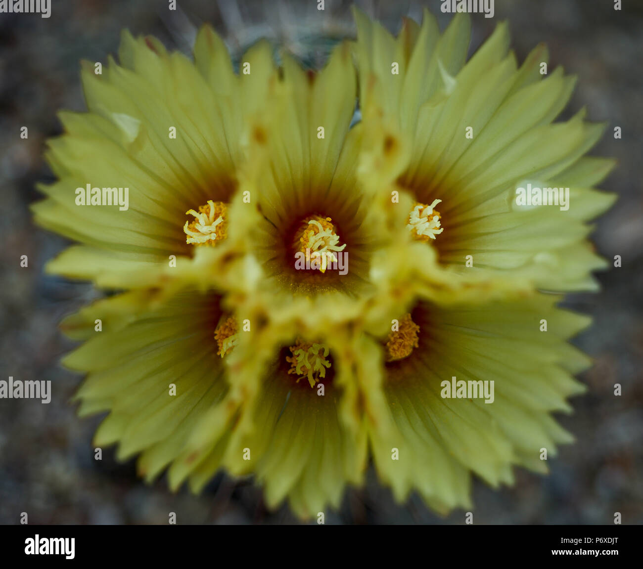 Lush multiple yellow cactus flowers Coryphantha beehive cactus lush blossom flowering blooming flowers close up Stock Photo