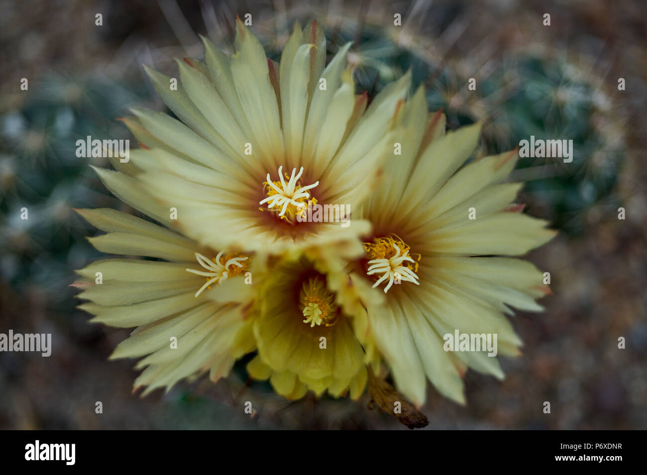 Lush multiple yellow cactus flowers Coryphantha beehive cactus lush blossom flowering blooming flowers close up Stock Photo