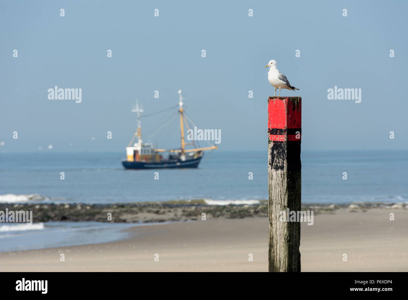 common gull, texel, netherlands, Larus canus Stock Photo