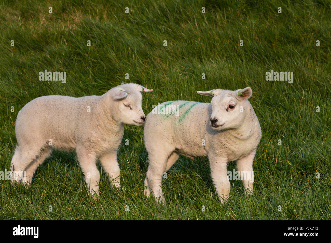 Texel sheep, texel, netherlands Stock Photo Alamy