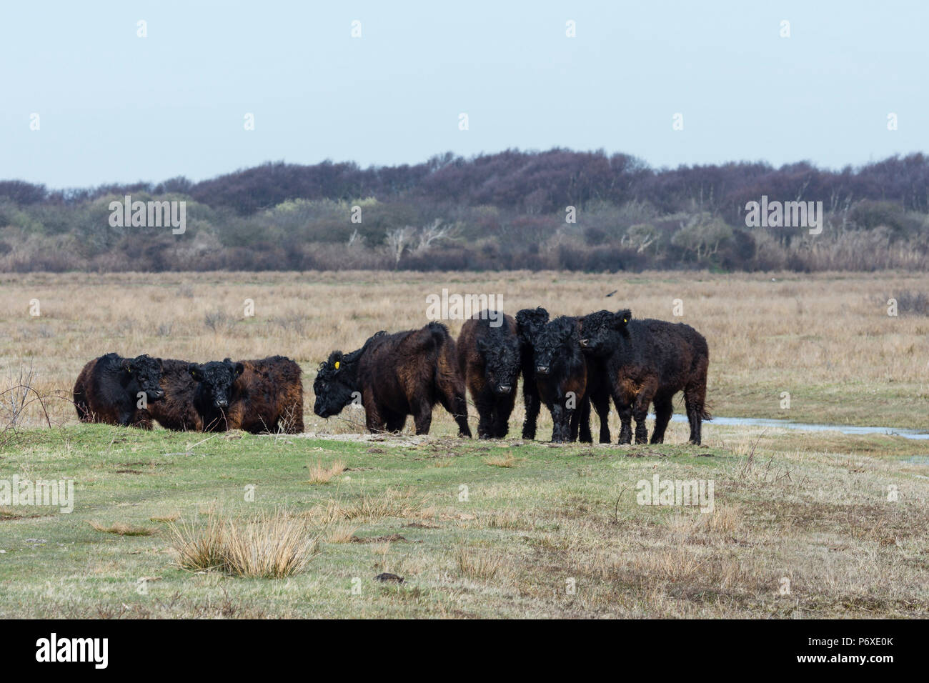 Galloway cattle, nature reserve De Muy, Den Hoorn, Nationalpark Duinen van Texel, schottisches Hochlandrind, Galloway, Texel, Netherlands Stock Photo