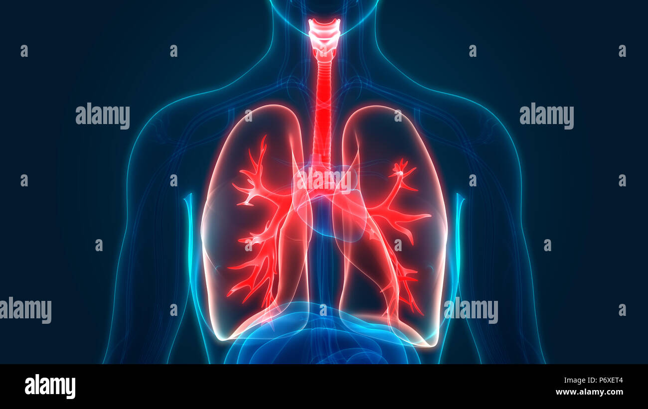 Lungs anatomy hi-res stock photography and images - Alamy