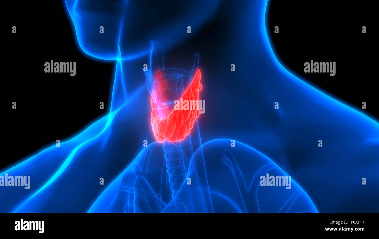 Human Body Glands Thyroid Gland Anatomy Stock Photo Alamy