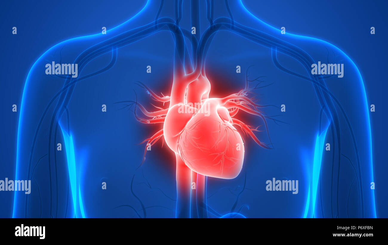 Human Body Heart