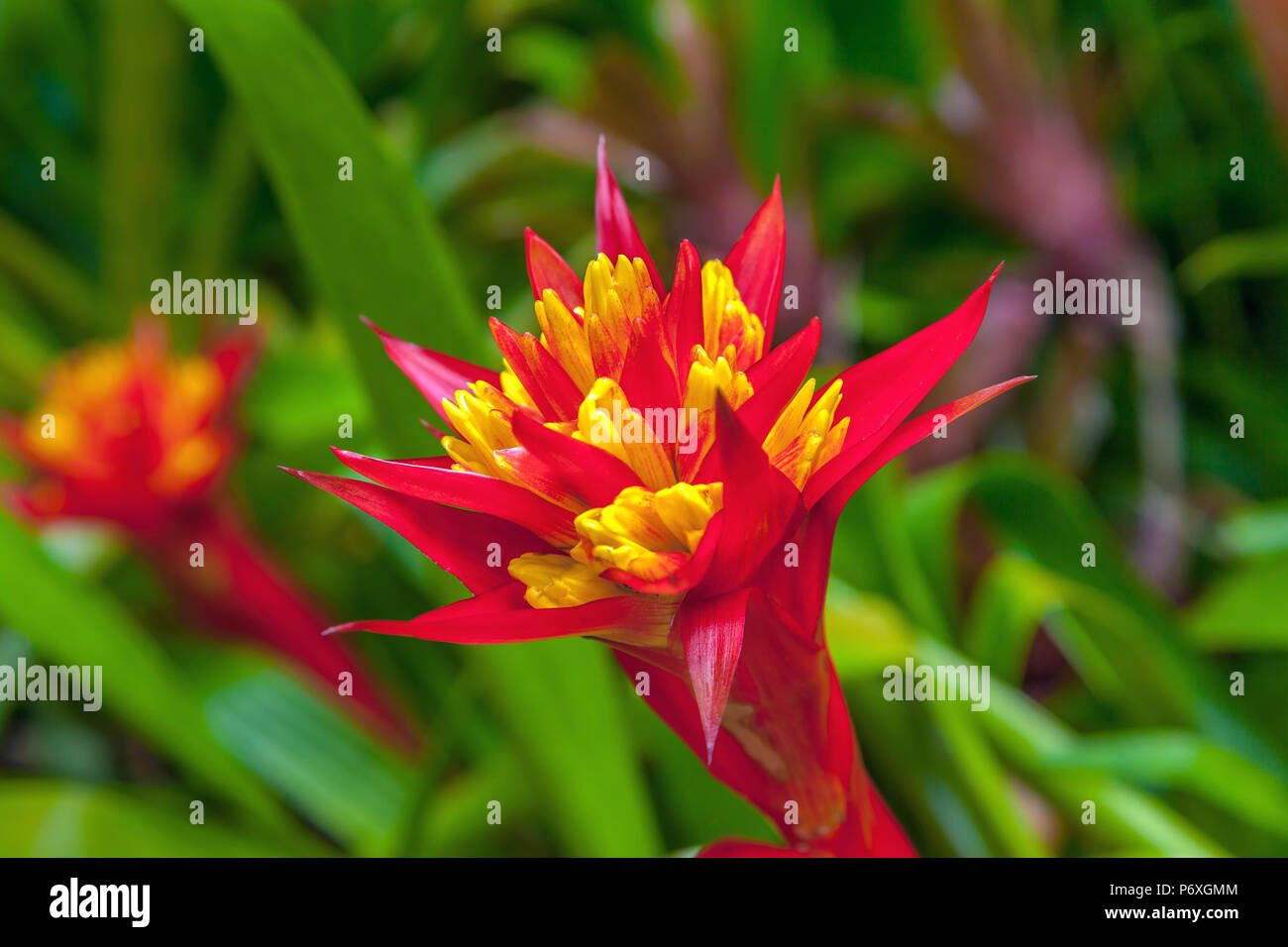 Red exotic flower. Stock Photo