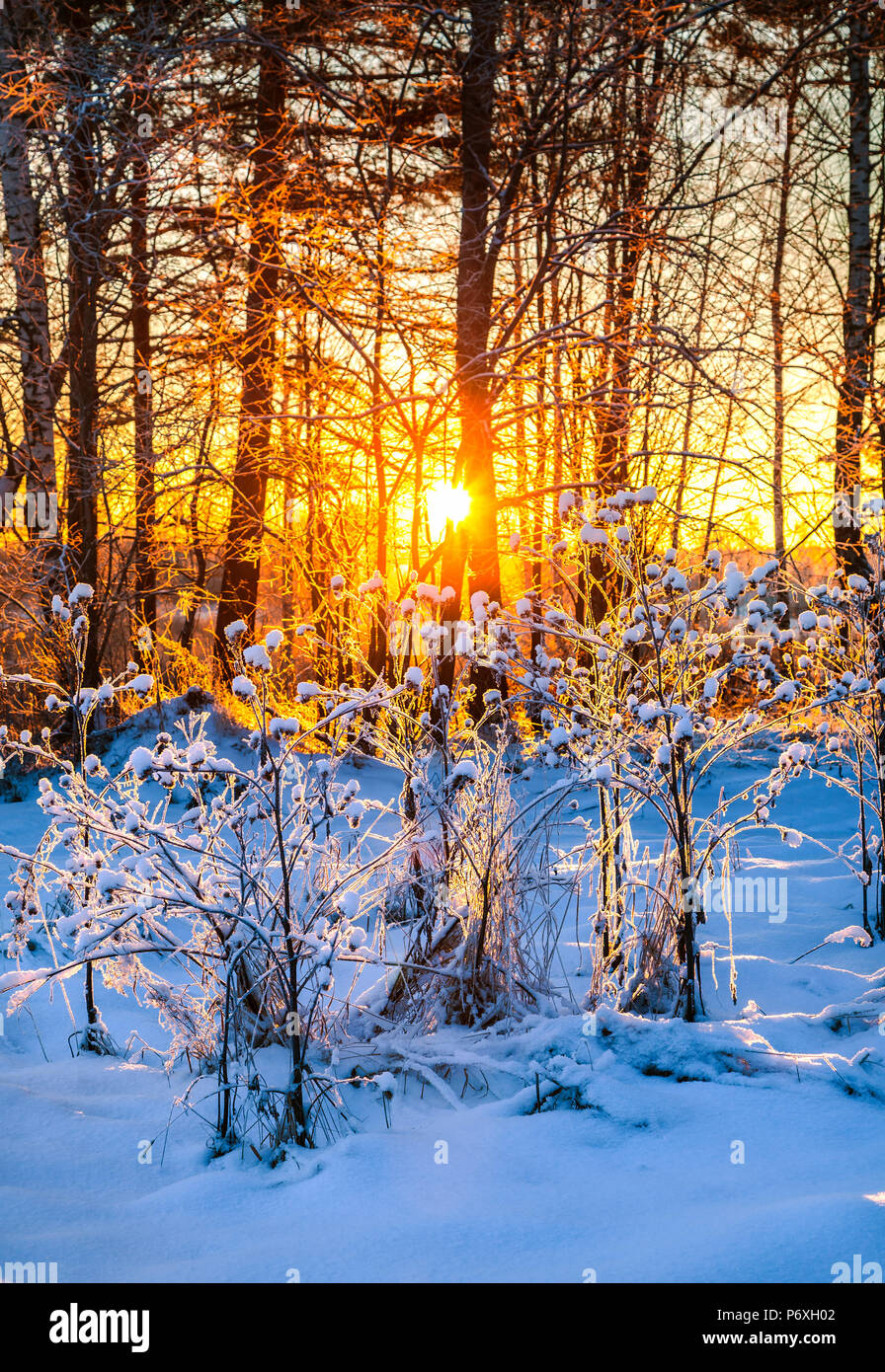 A beautiful winter morning in western Siberia Stock Photo