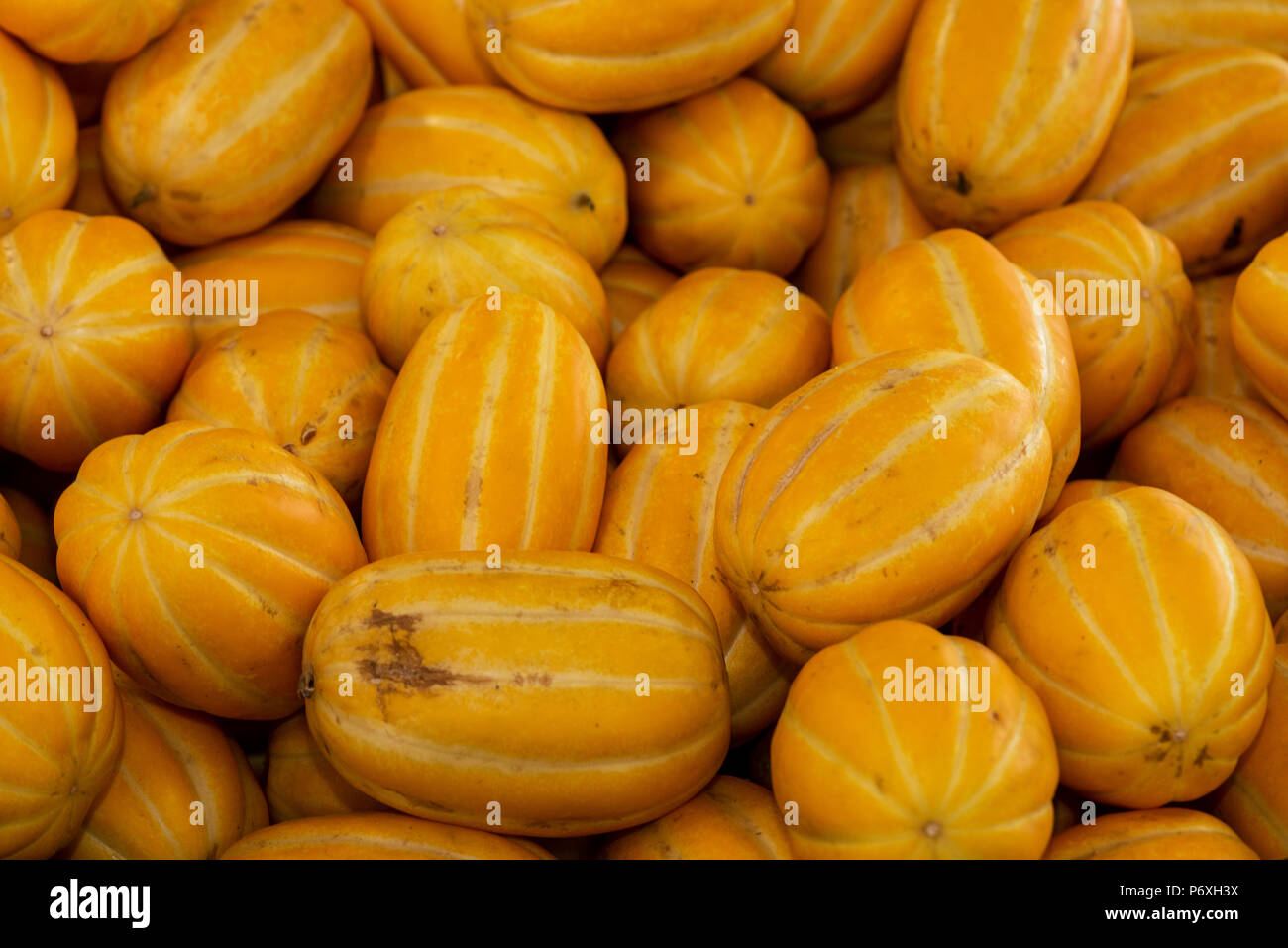 Variety of fresh squash (delicata) in the vegetable market Stock Photo