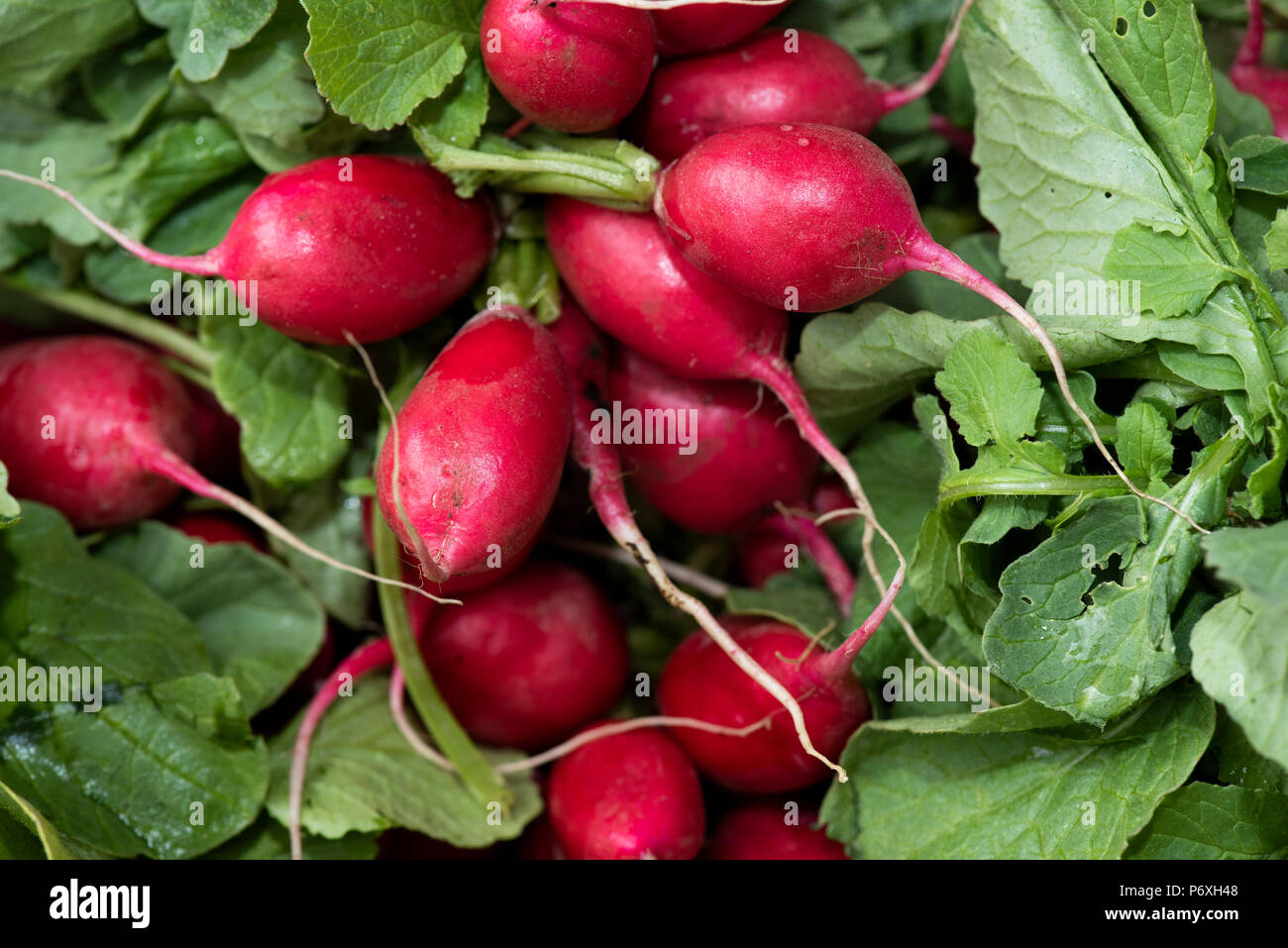 Bunch of radishes in the vegetable market closeup Stock Photo Alamy