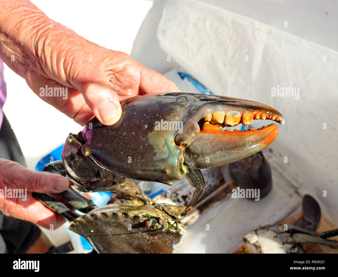 Samoan crab hi-res stock photography and images - Alamy