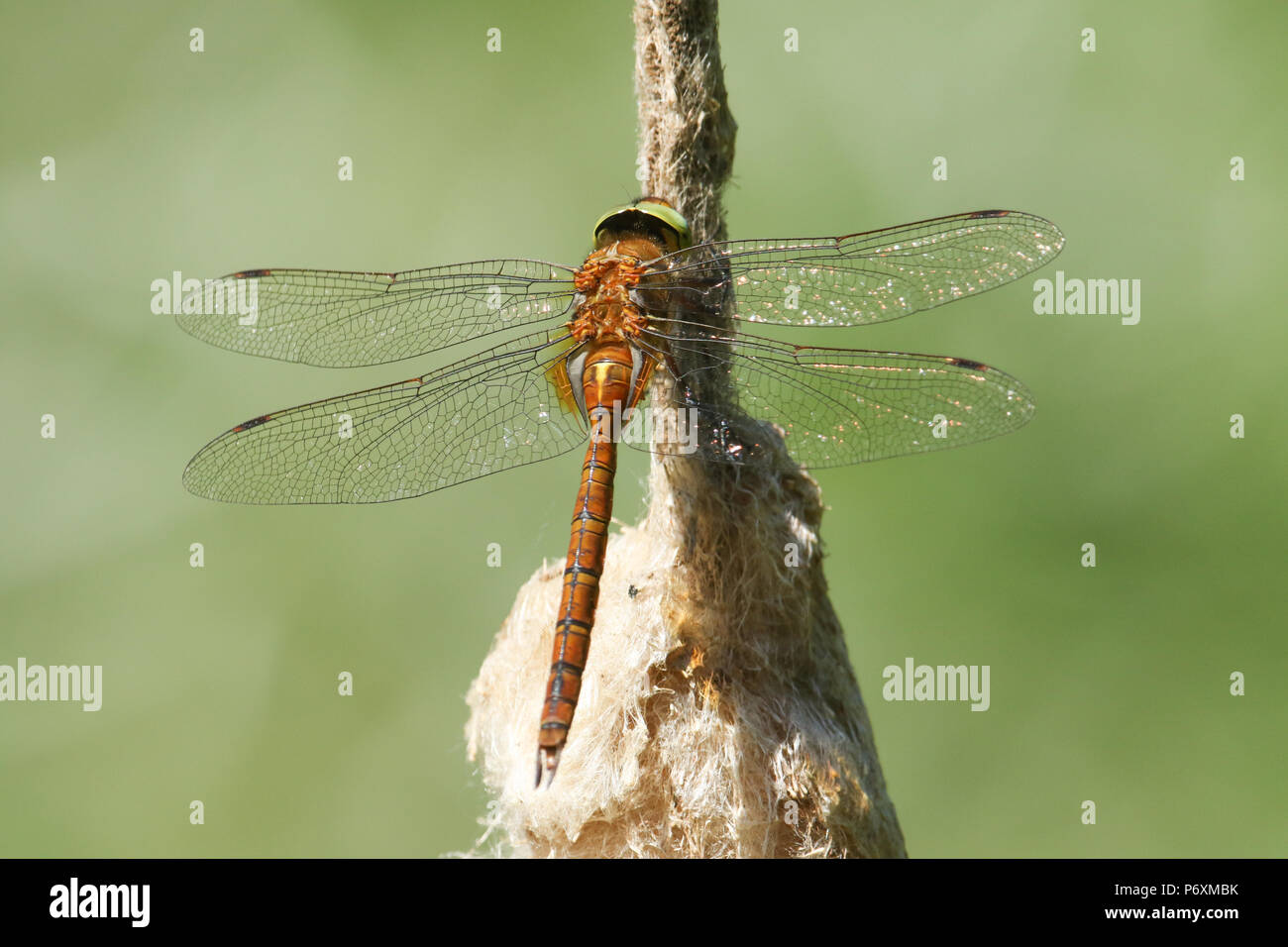 Norfolk Insects Insect Nature Norfolk High Resolution Stock Photography and Images - Alamy