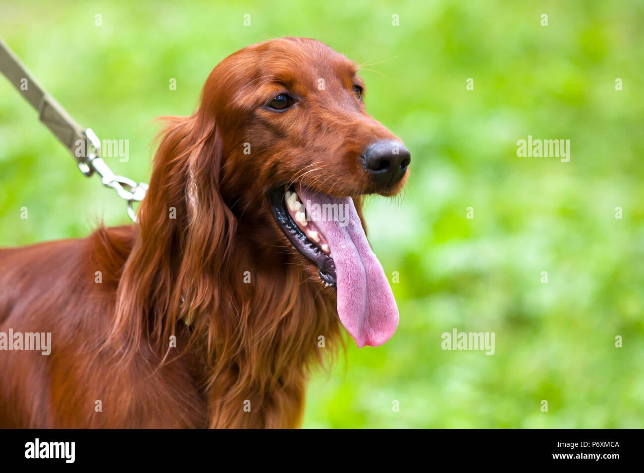 portrait of Irish setter walking on the leash Stock Photo Alamy