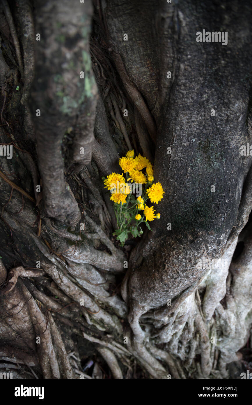 Flowers put on a tree in a spiritual context  in Hoi An , Vietnam Stock Photo