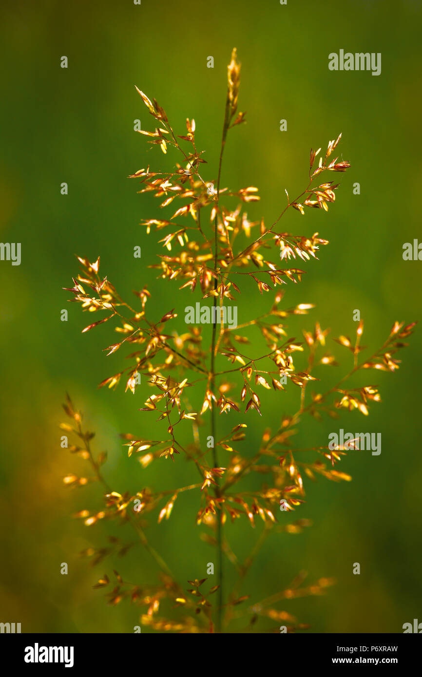 Grass seeds hires stock photography and images Alamy