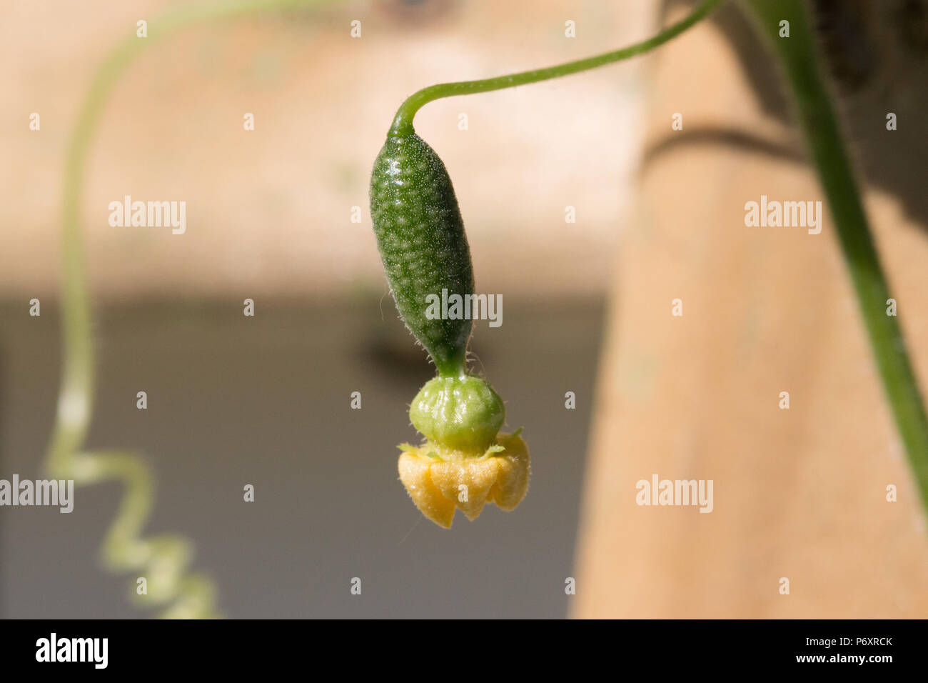 Closeup of a female flower of a mouse melon plant with a wooden trellis