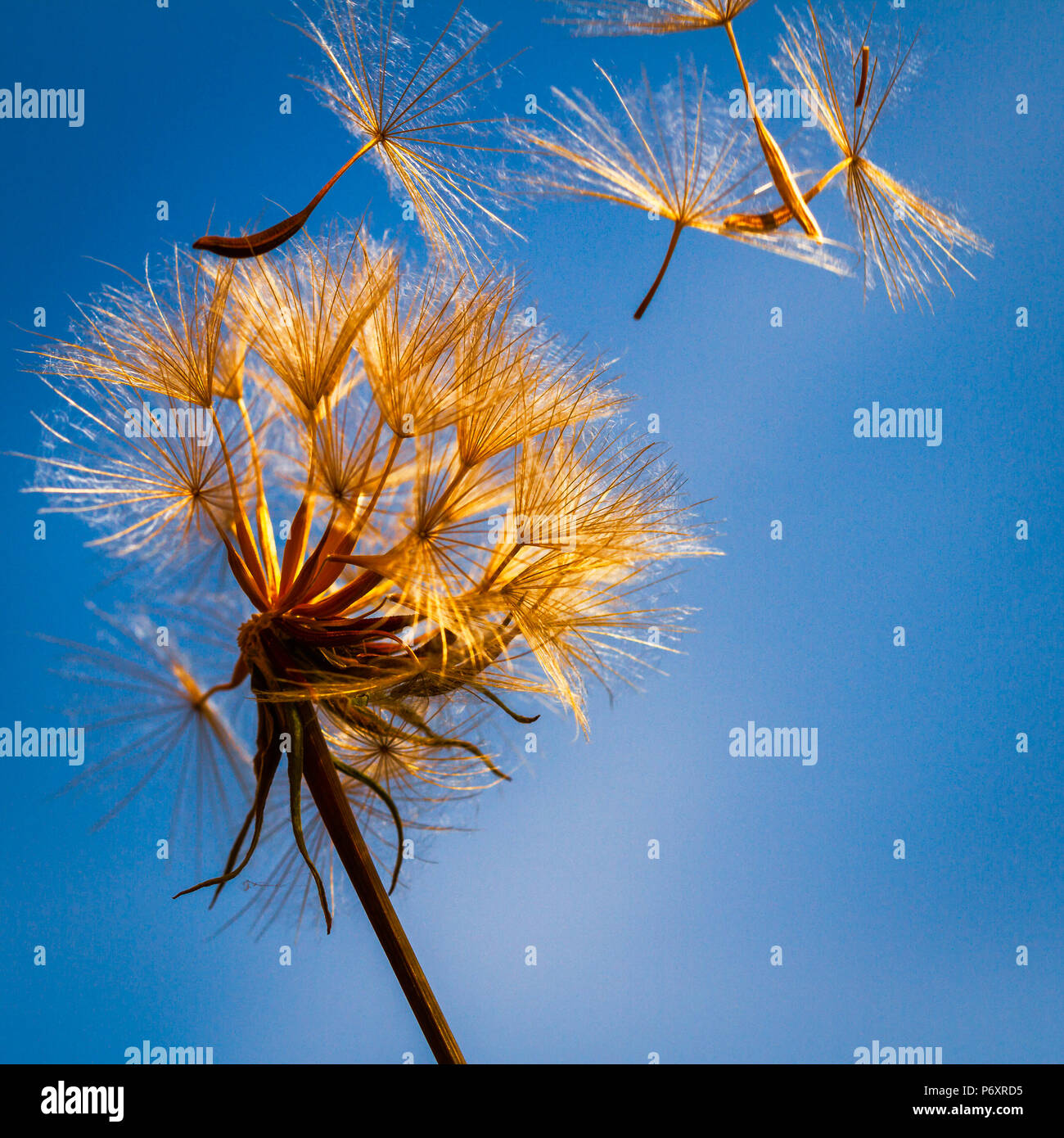 Goats Beard seed head form and shapes in nature Stock Photo
