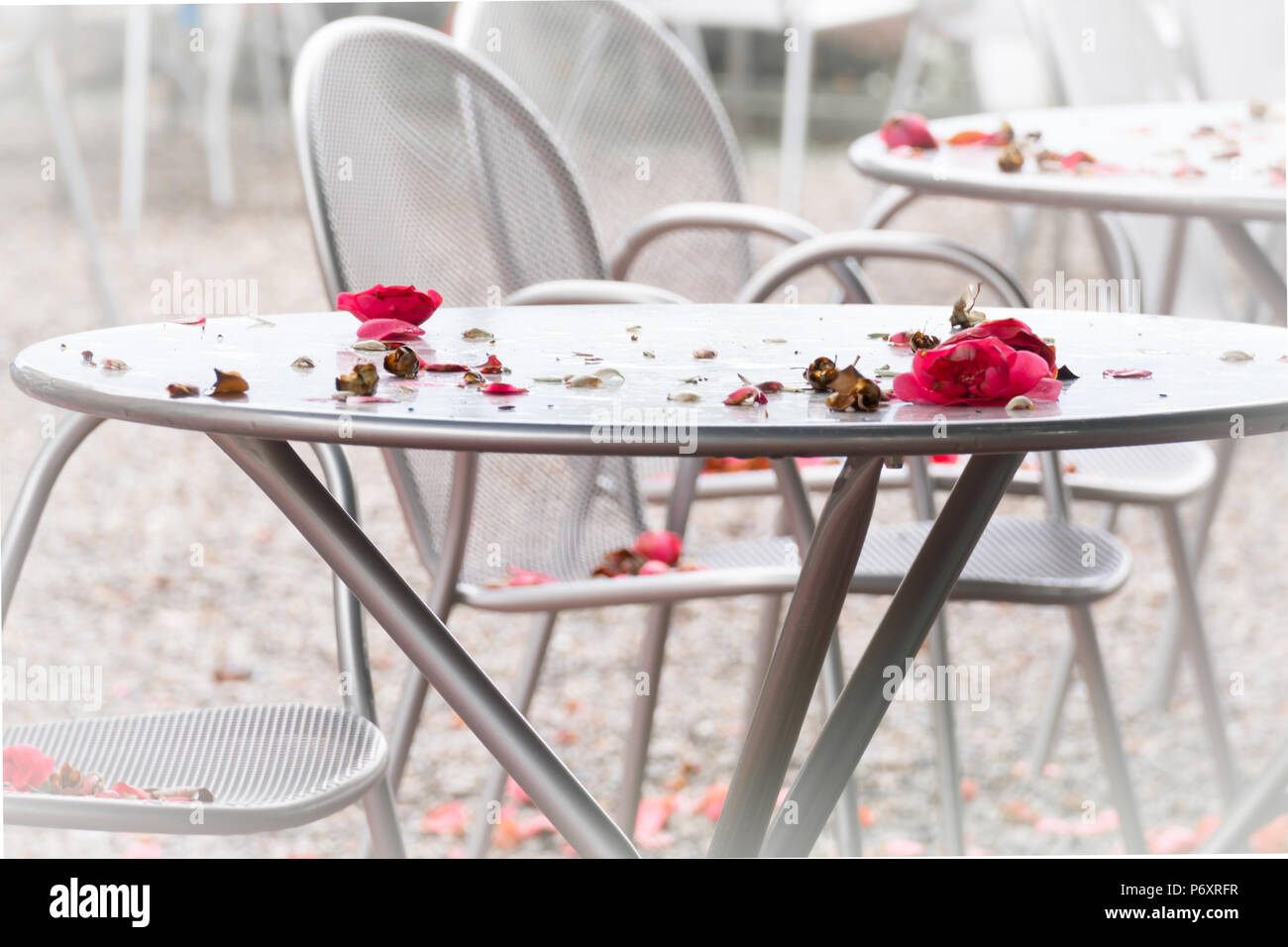 Metal table with Rose Petals Stock Photo