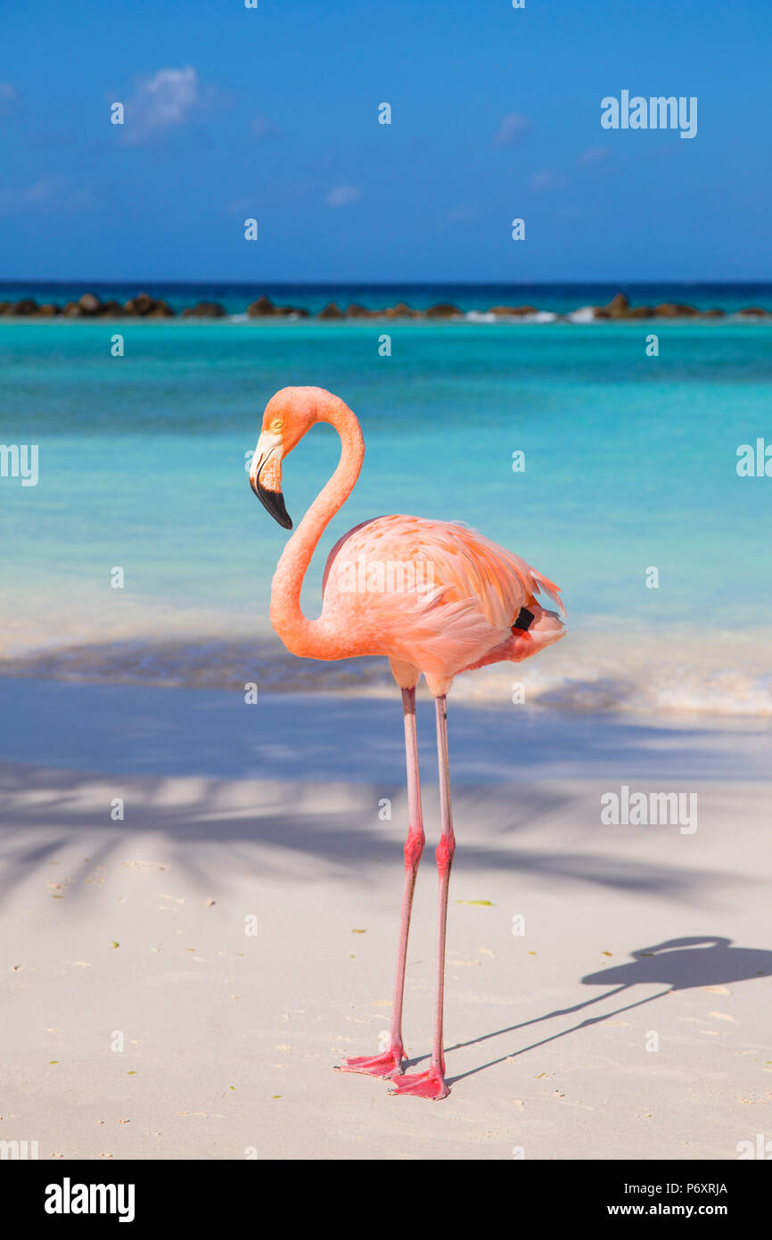 Caribbean, Netherland Antilles, Aruba, Renaissance Island, Flamingo beach Stock Photo
