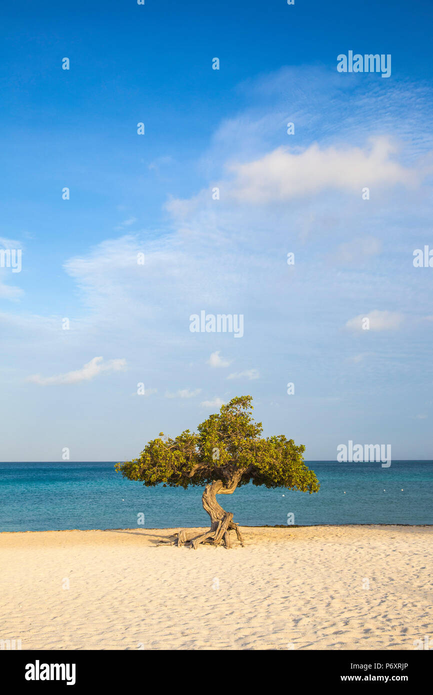 Caribbean, Netherland Antilles, Aruba, Divi Divi Tree on Eagle Beach ...