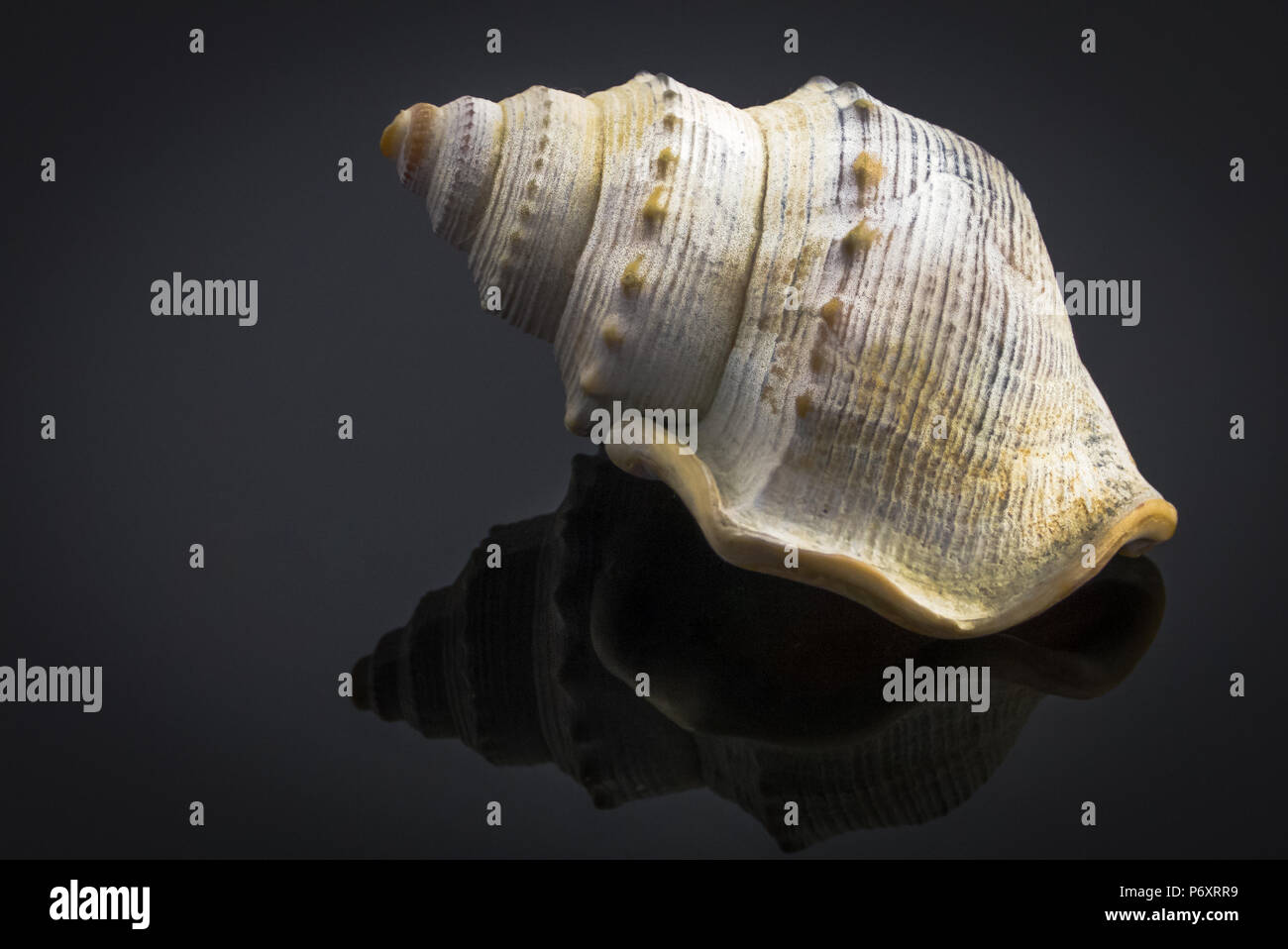 Isolated seashell on dark background Stock Photo