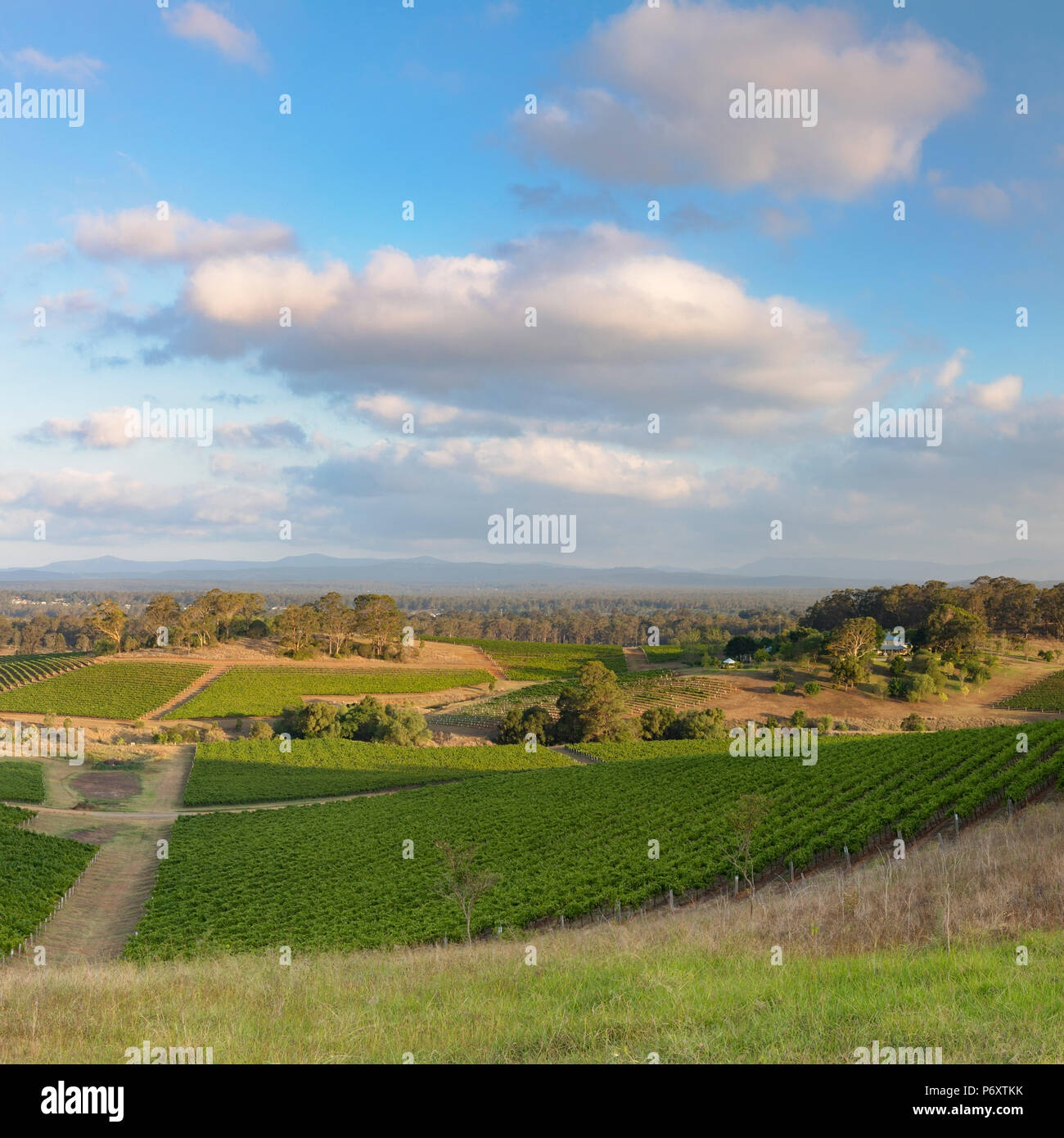 Hunter valley vineyard new south wales hires stock photography and