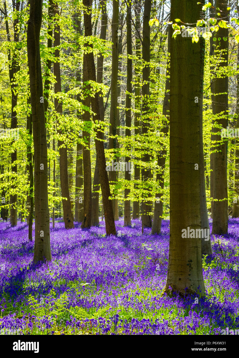 Belgium, Vlaanderen (Flanders), Halle. Bluebell flowers (Hyacinthoides nonscripta) carpet