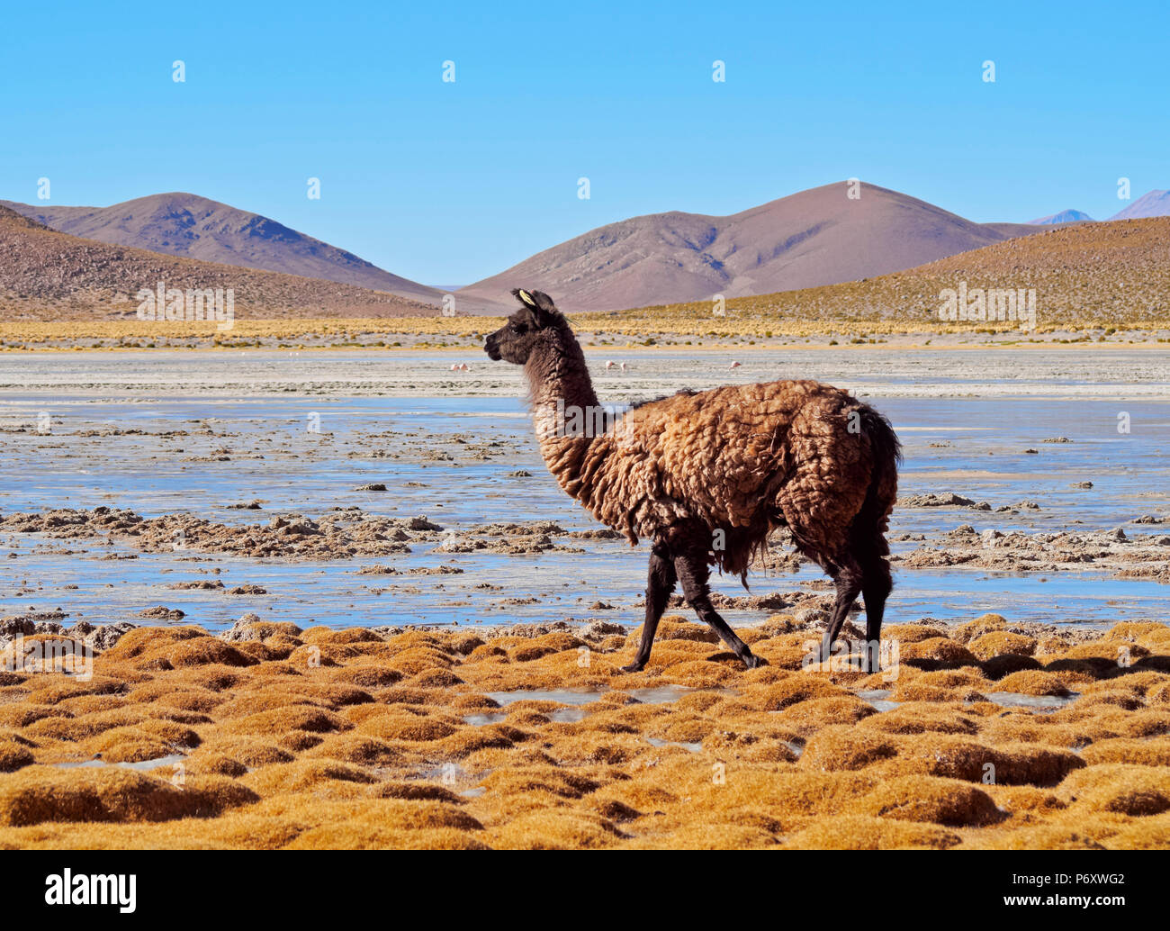 Bolivia, Potosi Departmant, Nor Lipez Province, Llama on the shore of the Laguna Yapi. Stock Photo