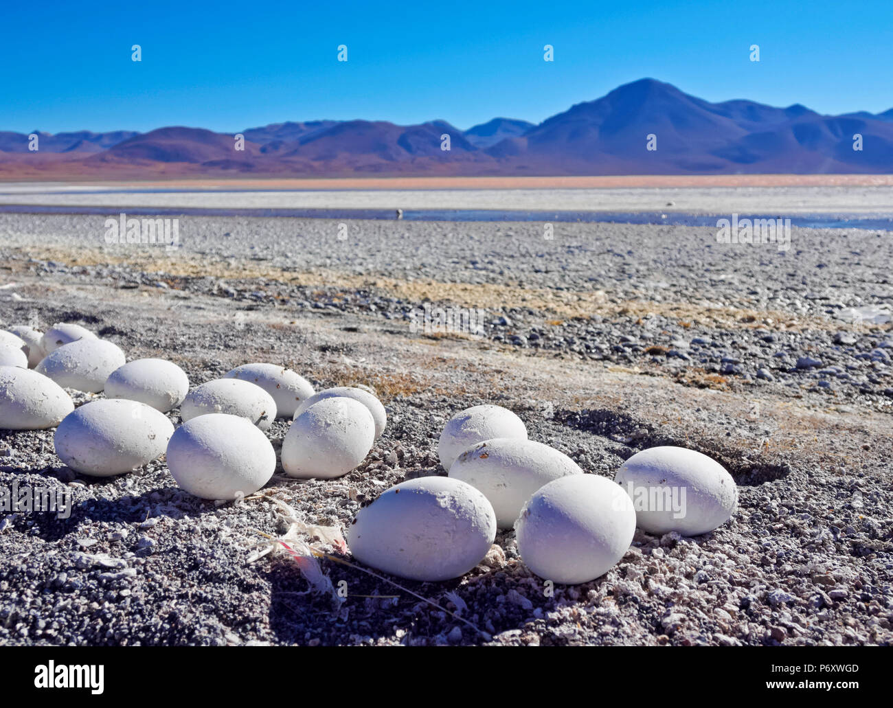 Bolivia, Potosi Departmant, Sur Lipez Province, Eduardo Avaroa Andean Fauna National Reserve, Abandoned Flamingo Eggs on the shore of the Laguna Colorada. Stock Photo