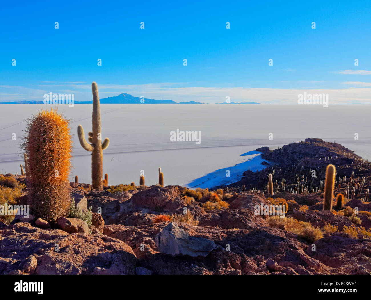 Bolivia, Potosi Department, Daniel Campos Province, Salar de Uyuni, View of the Incahuasi Island with its gigantic cacti (Trichocereus pasacana) at sunrise. Stock Photo