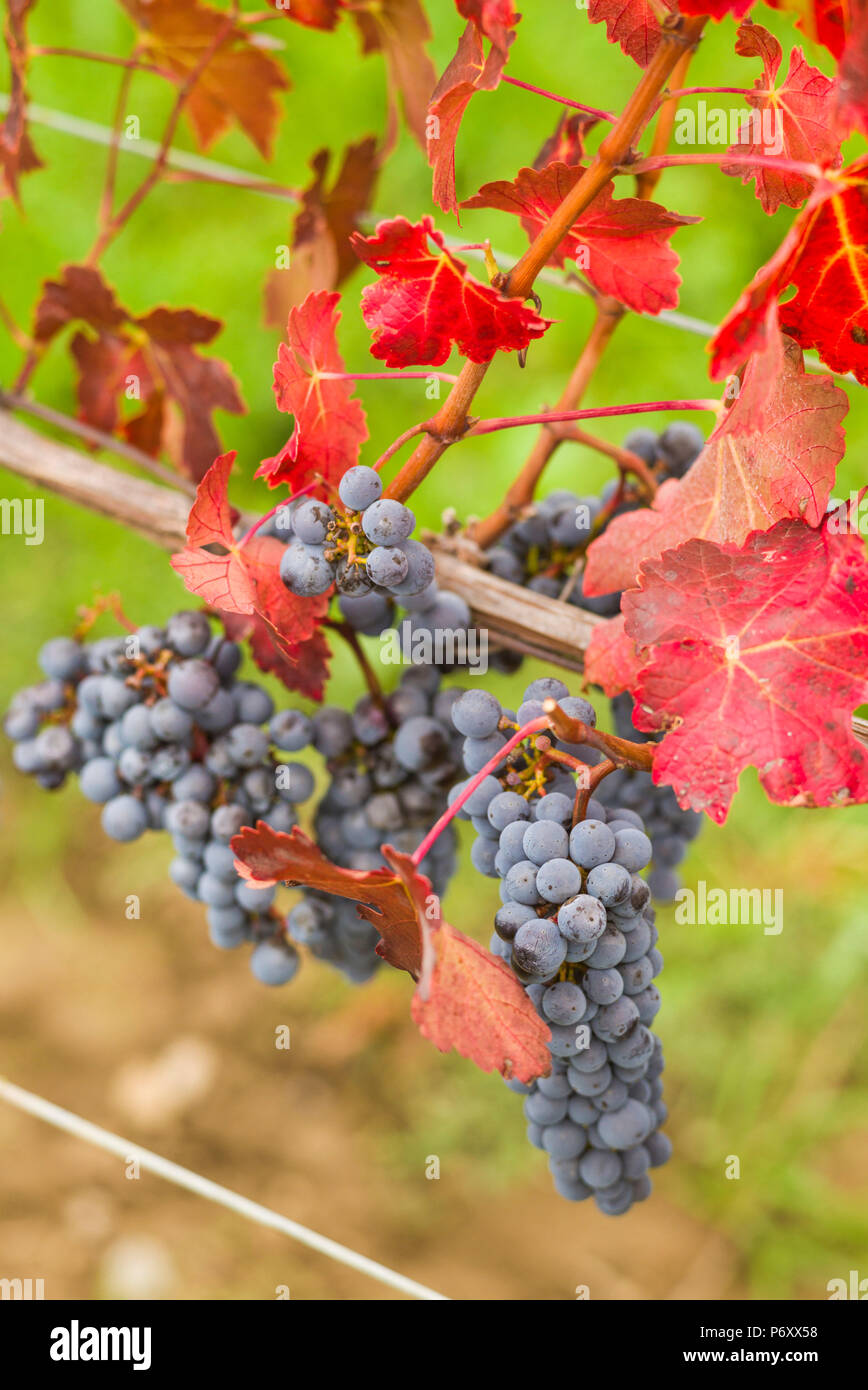 Canada, Ontario, Niagara Escarpment Wine Country, St. Catherines, vineyard, autumn Stock Photo