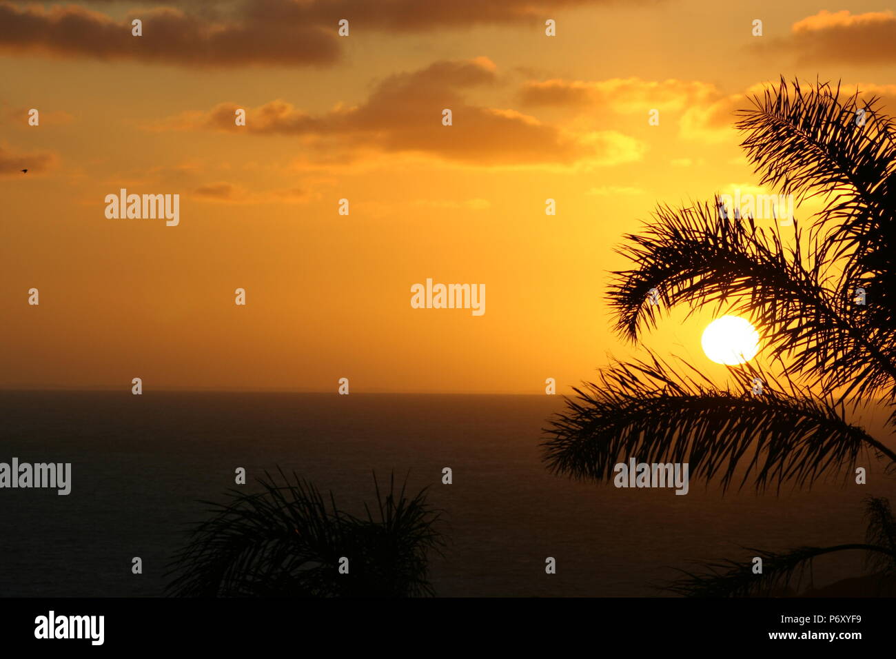 Sunrise beaming through palm fronds over the ocean Stock Photo