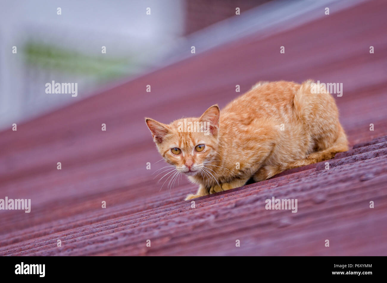 Little cat on the corrugated roof. Stock Photo