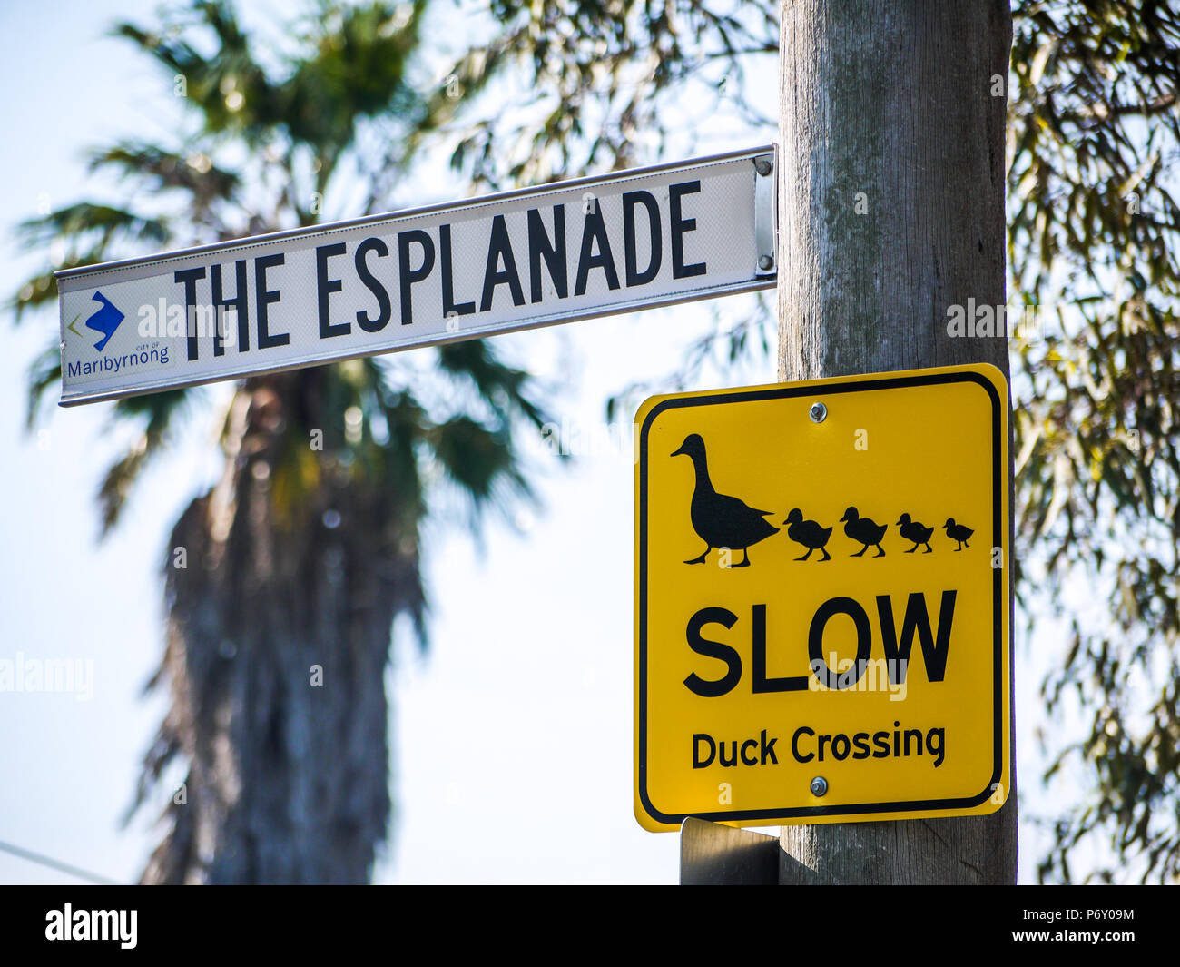 Traffic sign of duck crossing to warn car drivers to slow down on riverbank of Maribyrnong River. Melbourne, VIC Australia. Stock Photo