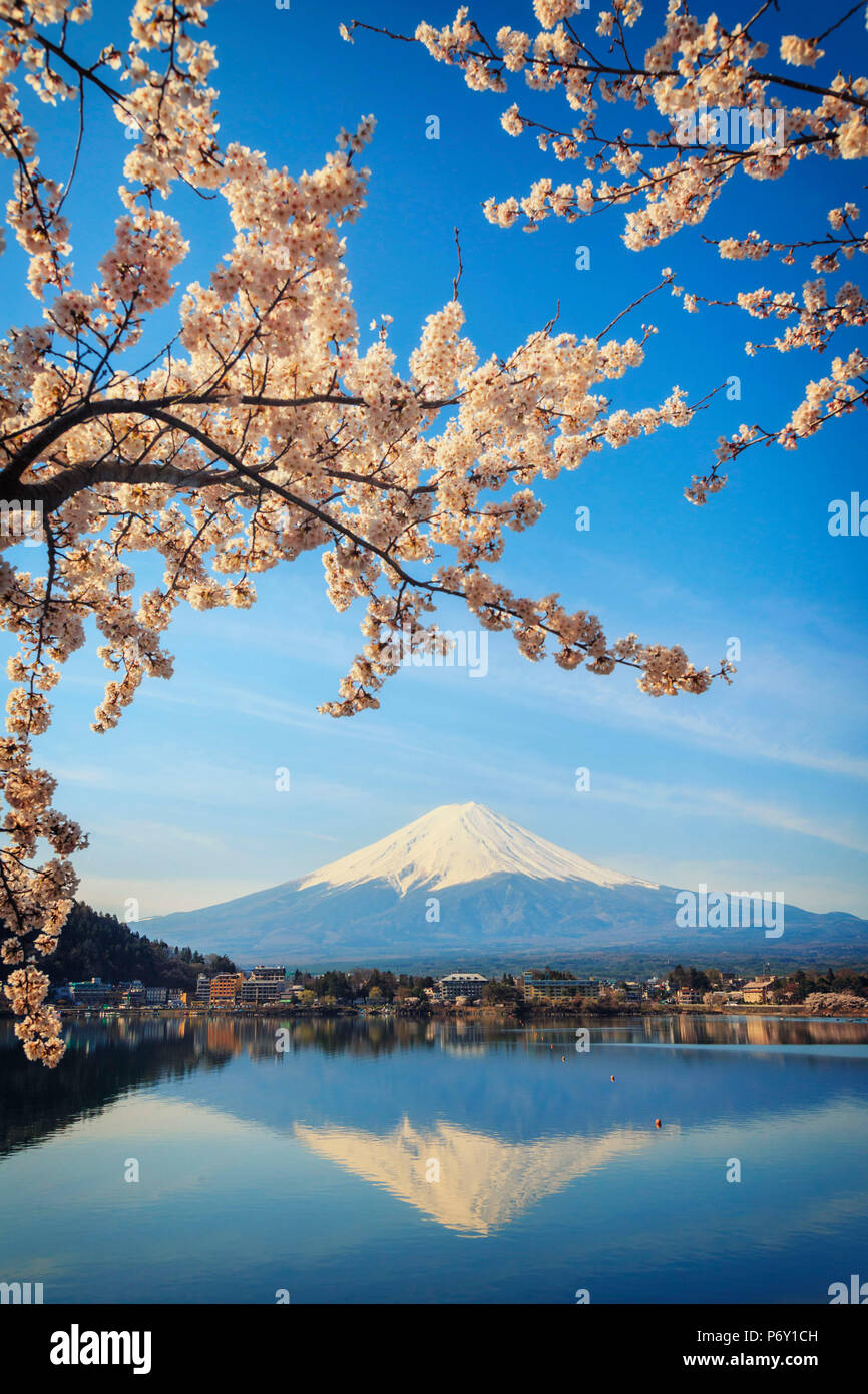Japan, Yamanashi Prefecture, Kawaguchi-ko Lake, Mt Fuji and Cherry Blossoms Stock Photo